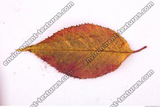 Photo Texture of Leaf 0074